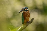 Phil Harbord - Kingfisher